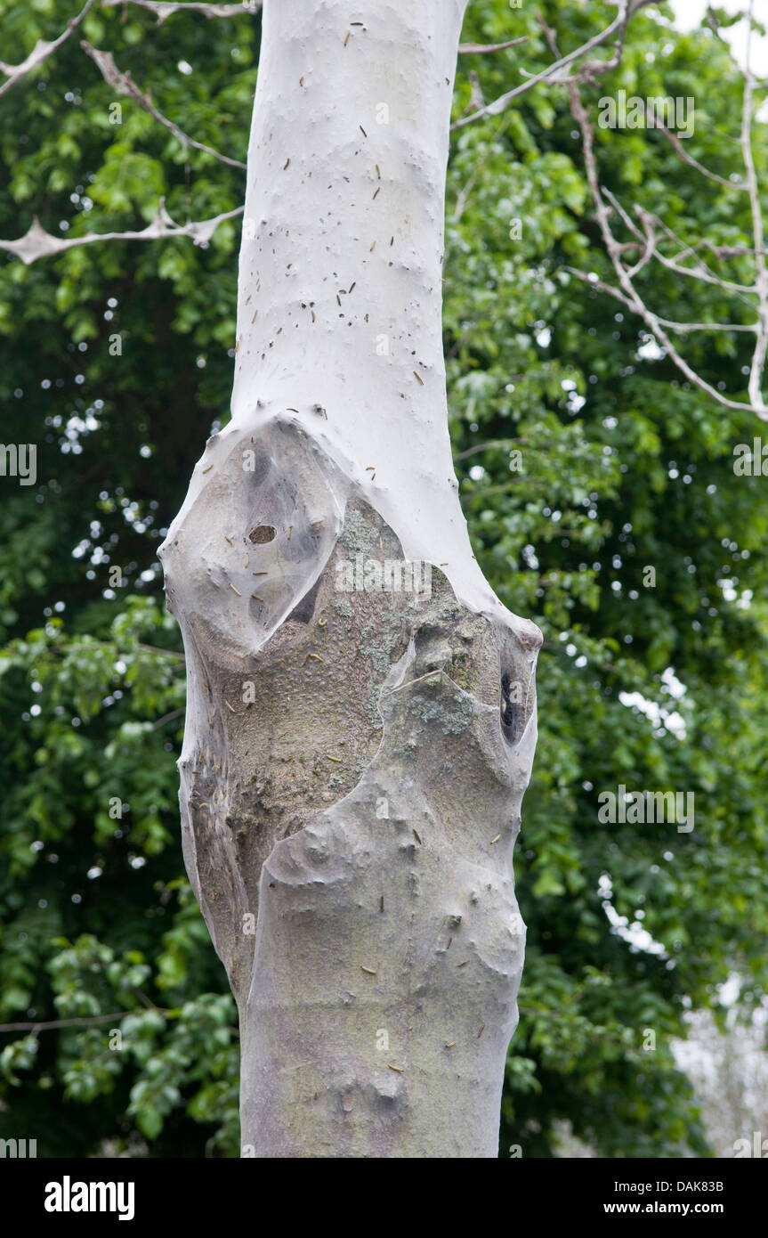 Bird Cherry Ermellino Moth: Yponomeuta evonymella. larve soffocamento alberi nella zona suburbana di street. Hampton Middlesex, Regno Unito. Giugno, 2013 Foto Stock