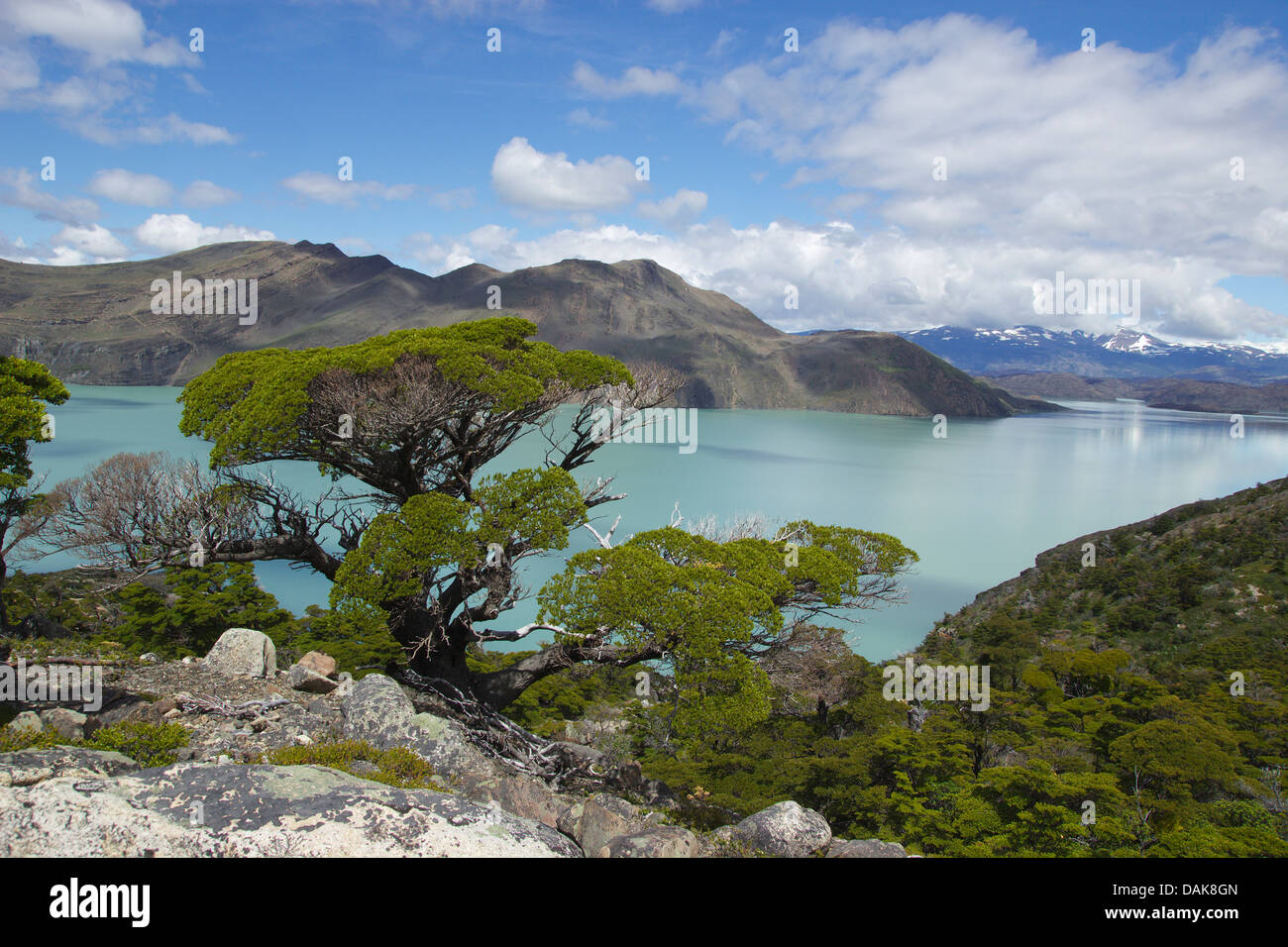 Faggi (Nothofagus spec.), al Lago Nordenskjoeld, Cile, Patagonia, parco nazionale Torres del Paine Foto Stock