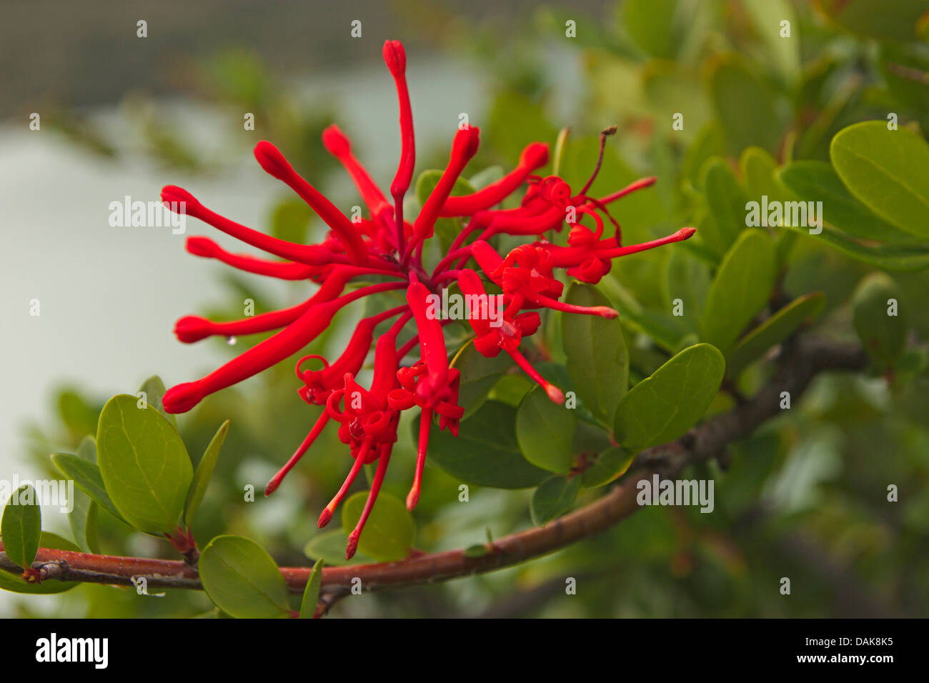Incendio cileno bush (Embothrium coccineum), infiorescenza, Cile, Patagonia, parco nazionale Torres del Paine Foto Stock