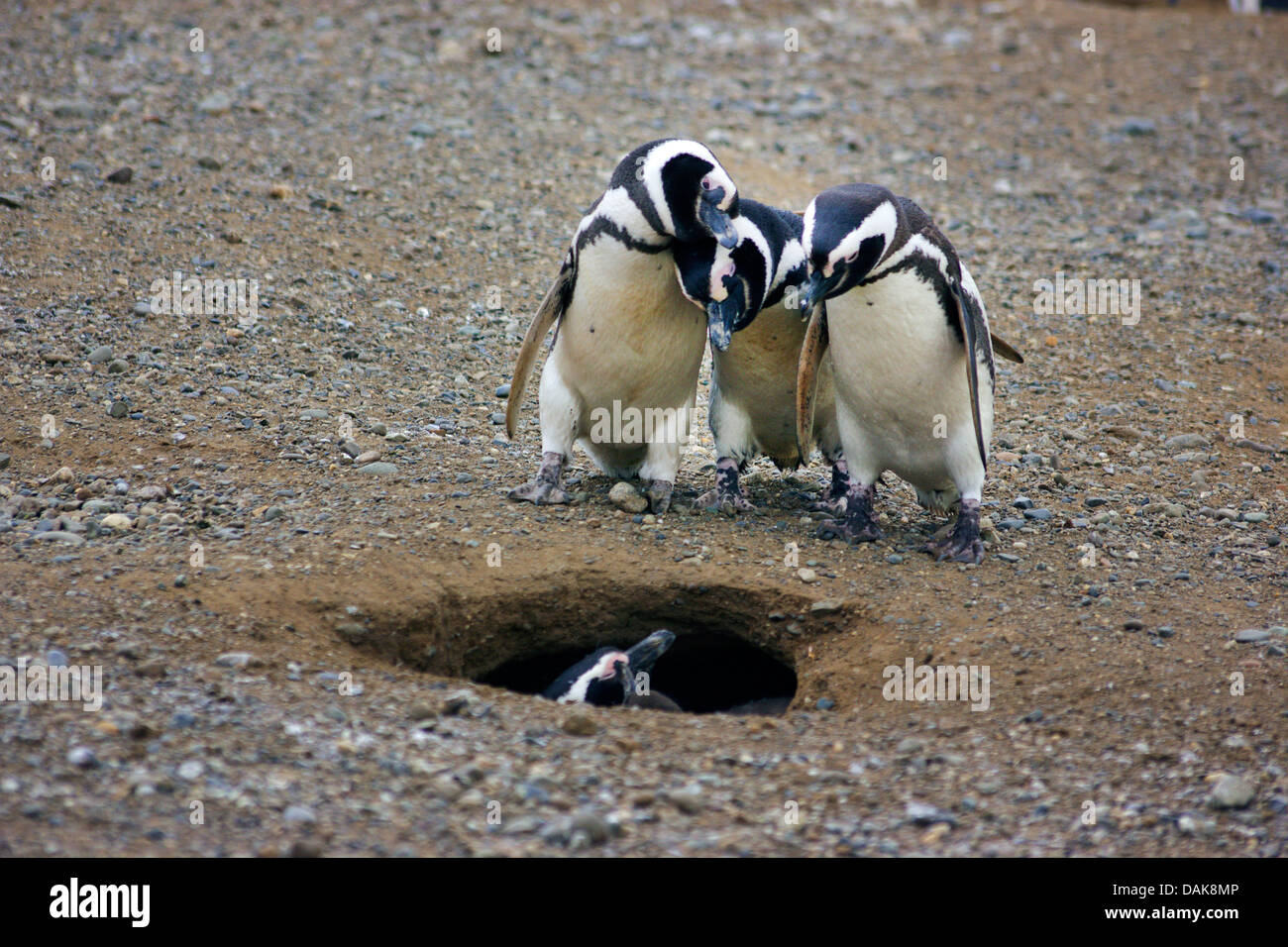 Magellanic penguin (Spheniscus magellanicus), tre pinguini cercando in un foro di nesting, Cile, Isla Magdalena, Punta Arenas Foto Stock