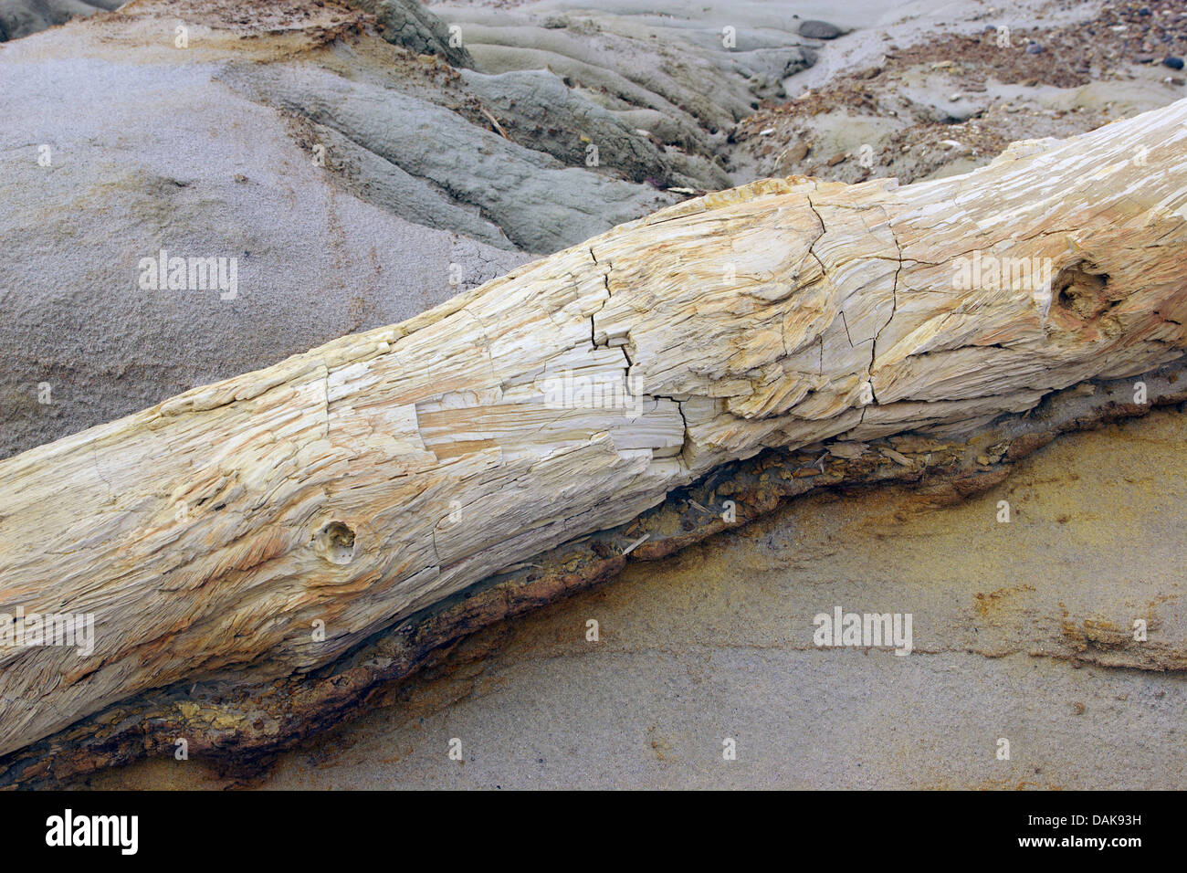 Legno pietrificato di Samiento con silicified tronchi delle palme un conifere del cretaceo età, Argentina, Patagonia, Monumento Naturale Bosque Petrificado Sarmiento Foto Stock