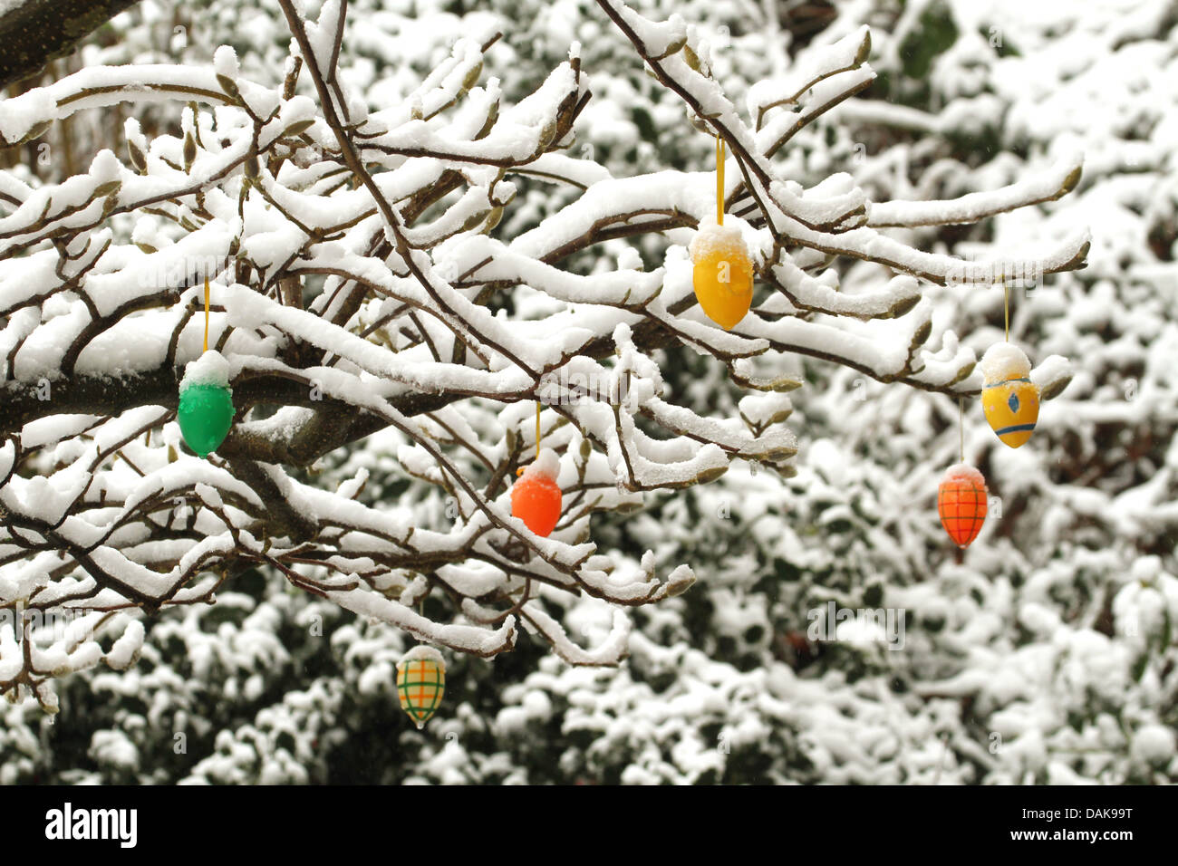 Coperta di neve la boccola con le uova di pasqua, Germania Foto Stock
