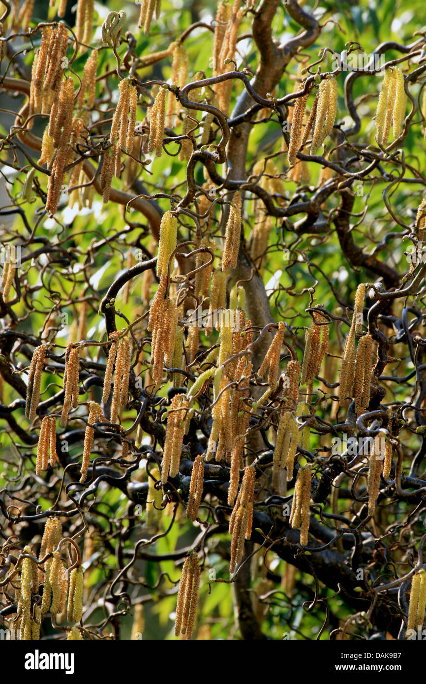 Struttura di cavatappi Hazel , comune nocciolo (Corylus avellana "Contorta', Corylus avellana contorta), fioritura Foto Stock