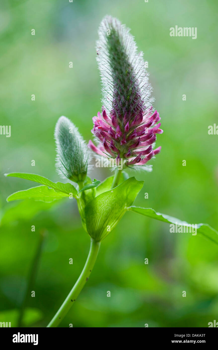 Trifoglio rosso (Trifolium rubens), infiorescenza in controluce, Germania, BG HD Foto Stock