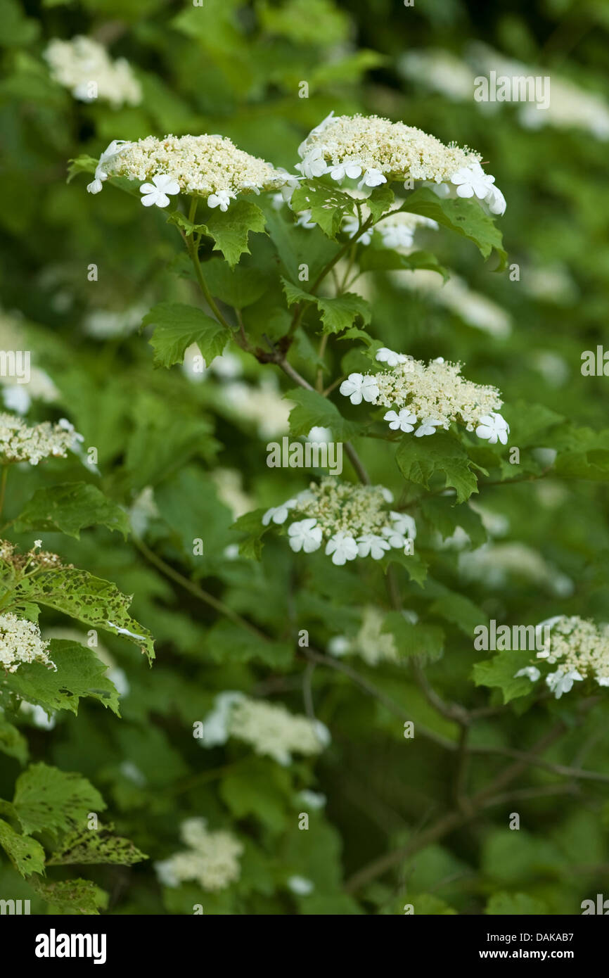 Viburno-rose viburnum (Viburnum opulus), filiale di fioritura, Germania Foto Stock