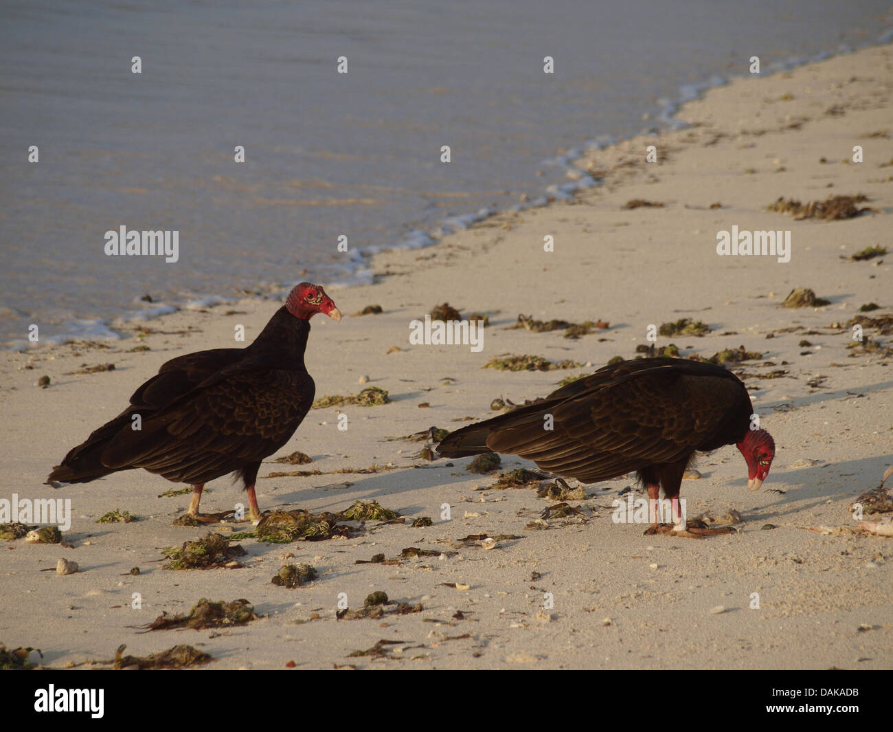 La Turchia vulture (Cathartes aura), due turchia avvoltoi sulla spiaggia, Cuba Foto Stock