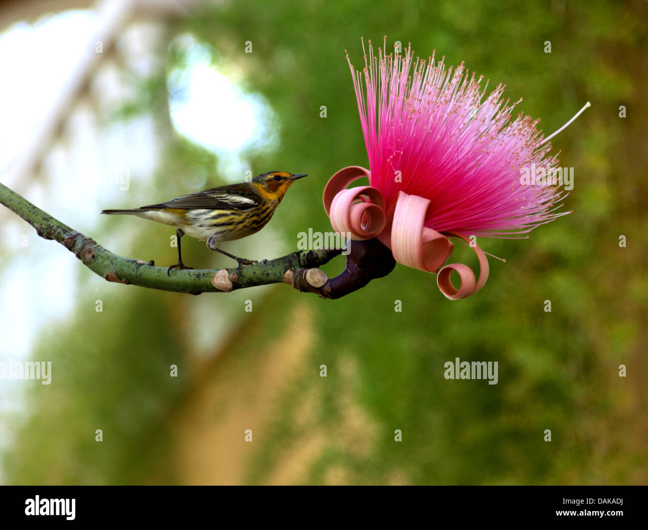 Songbird su un ramoscello di Calliandra grandiflora, Cuba Foto Stock