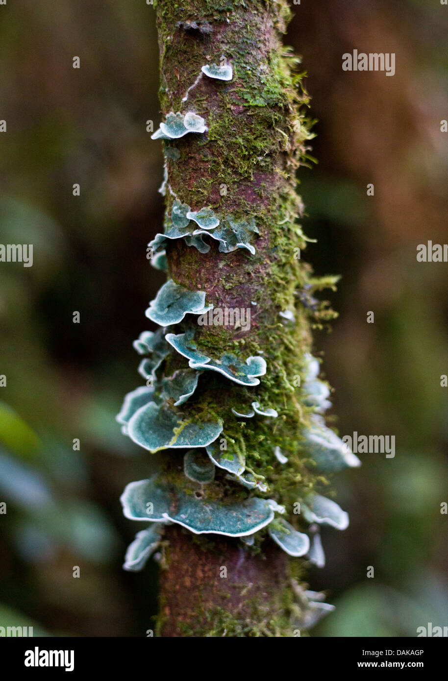 Staffa verde funghi che crescono su un piccolo mossy tronco di albero nella foresta pluviale montane, Papua Nuova Guinea highlands Foto Stock
