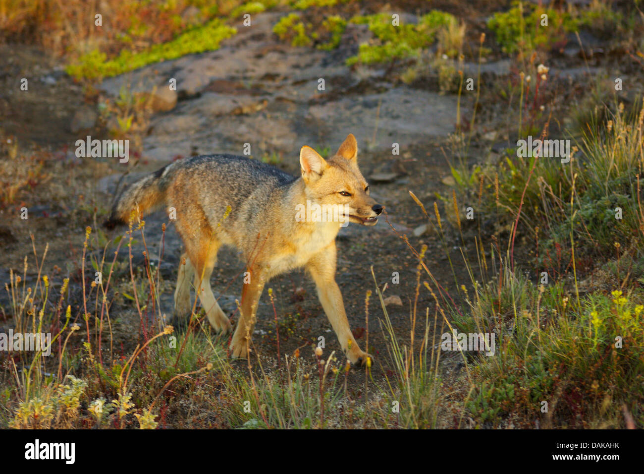 Colpeo Wolf, Culpeo, Culpeo zorro, Andino fox, Andino Wolf (Dusicyon culpaeus, Pseudalopex culpaeus, Lycalopex culpaeus), nelle prime ore del mattino , Cile, Patagonia, Villa Castillo Foto Stock