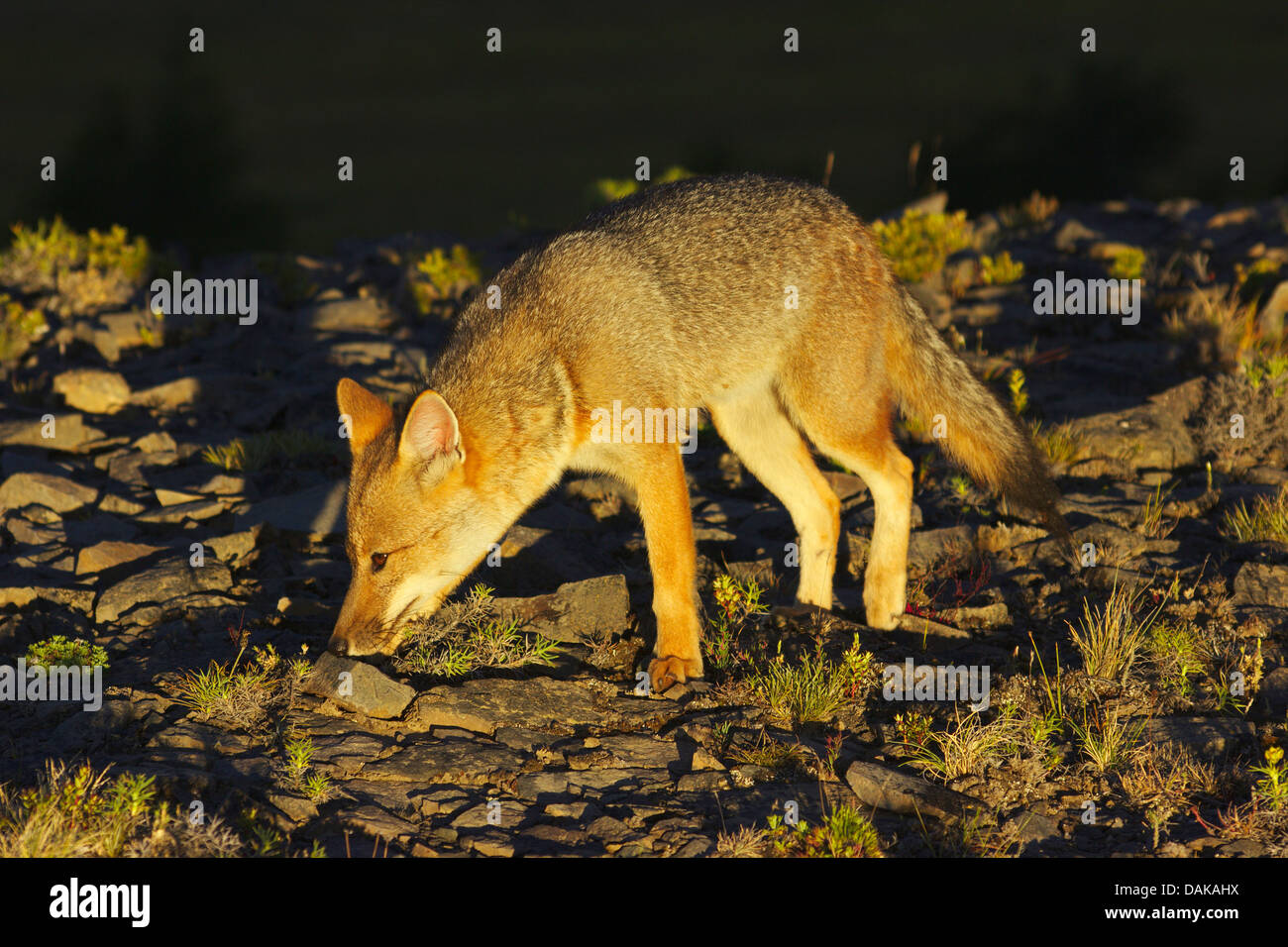 Colpeo Wolf, Culpeo, Culpeo zorro, Andino fox, Andino Wolf (Dusicyon culpaeus, Pseudalopex culpaeus, Lycalopex culpaeus), nelle prime ore del mattino , Cile, Patagonia, Villa Castillo Foto Stock