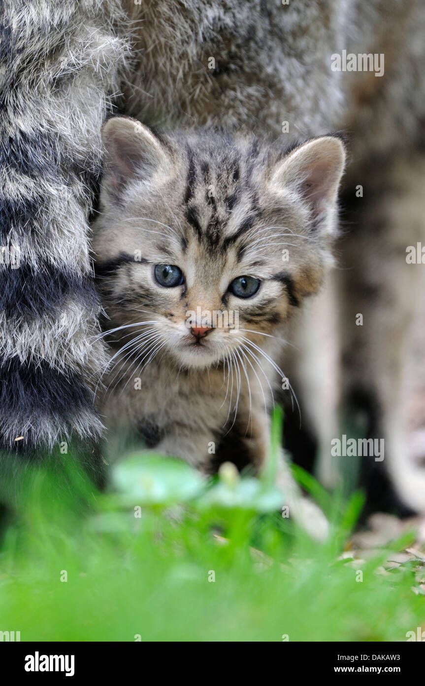 Gatto selvatico europeo, foresta gatto selvatico (Felis silvestris silvestris), giovane animale guardando fuori sotto la madre permanente Foto Stock