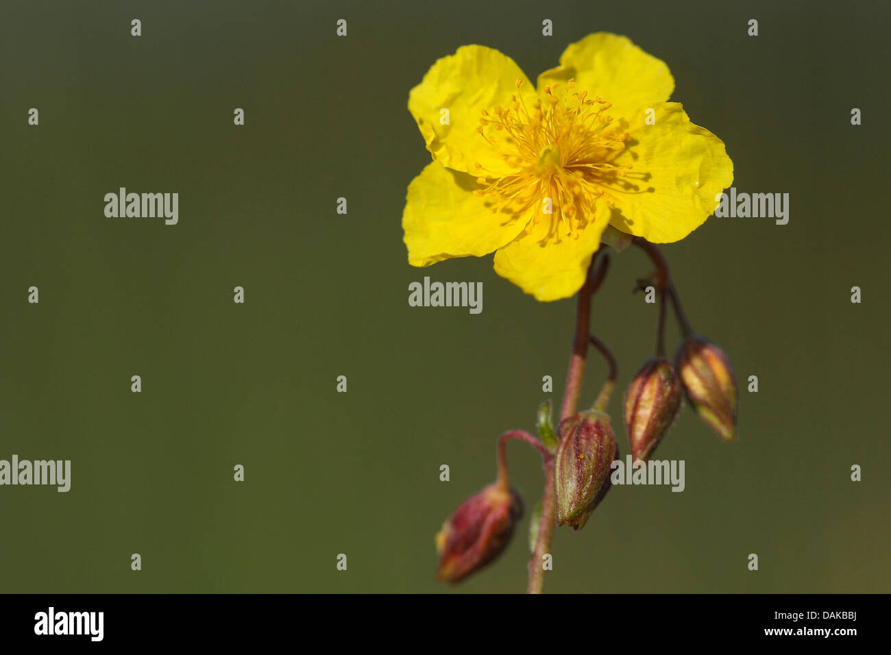 Comune di rock rose (Helianthemum nummularium), fiori e boccioli Foto Stock