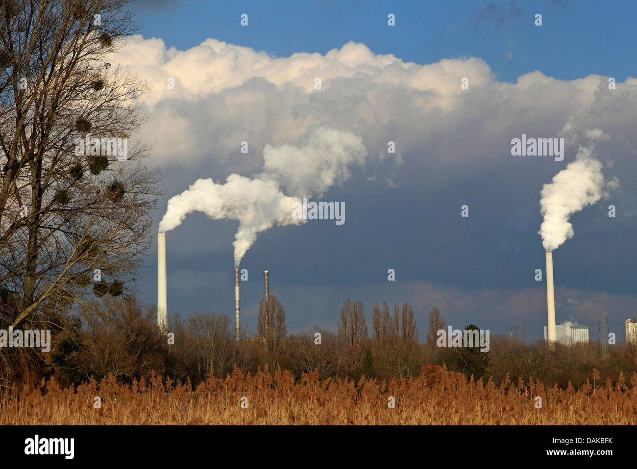 Cassa di espansione del fiume in inverno con , Germania, Baden-Wuerttemberg, Mannheim Foto Stock