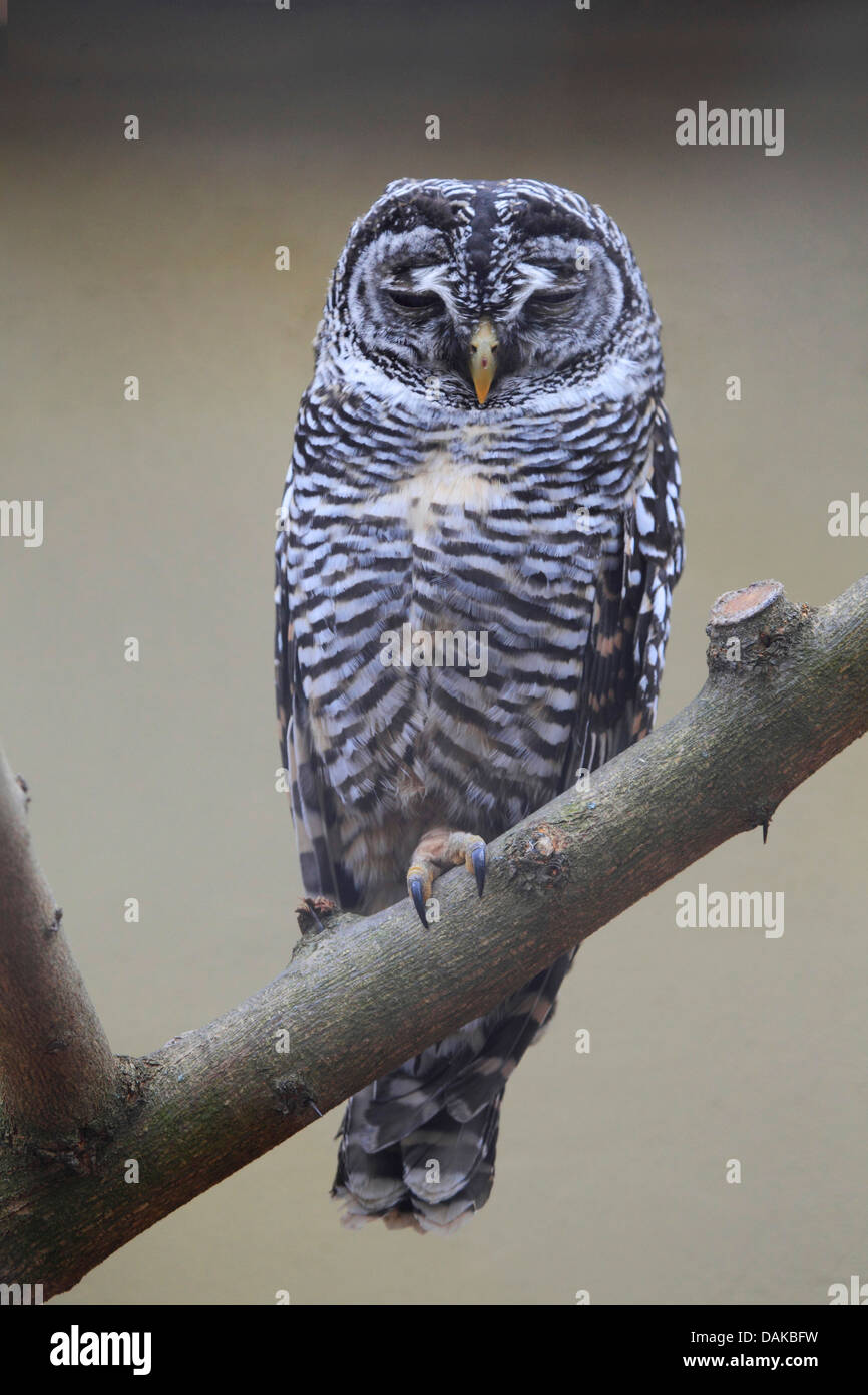 Chaco allocco (Strix chacoensis), su un ramo Foto Stock