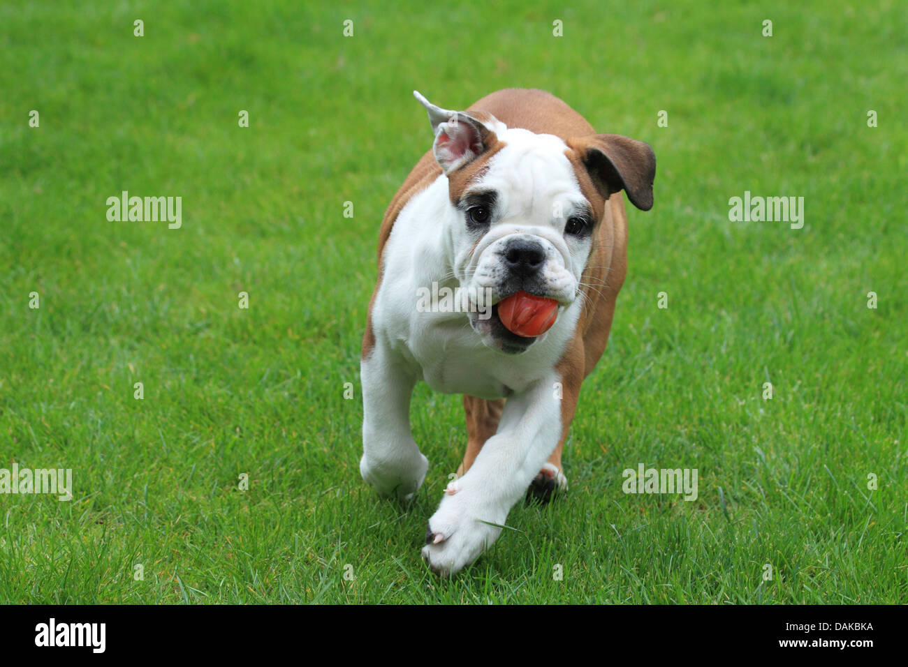 Bulldog americano (Canis lupus f. familiaris), giovani bulldog in esecuzione su un prato , Germania Foto Stock