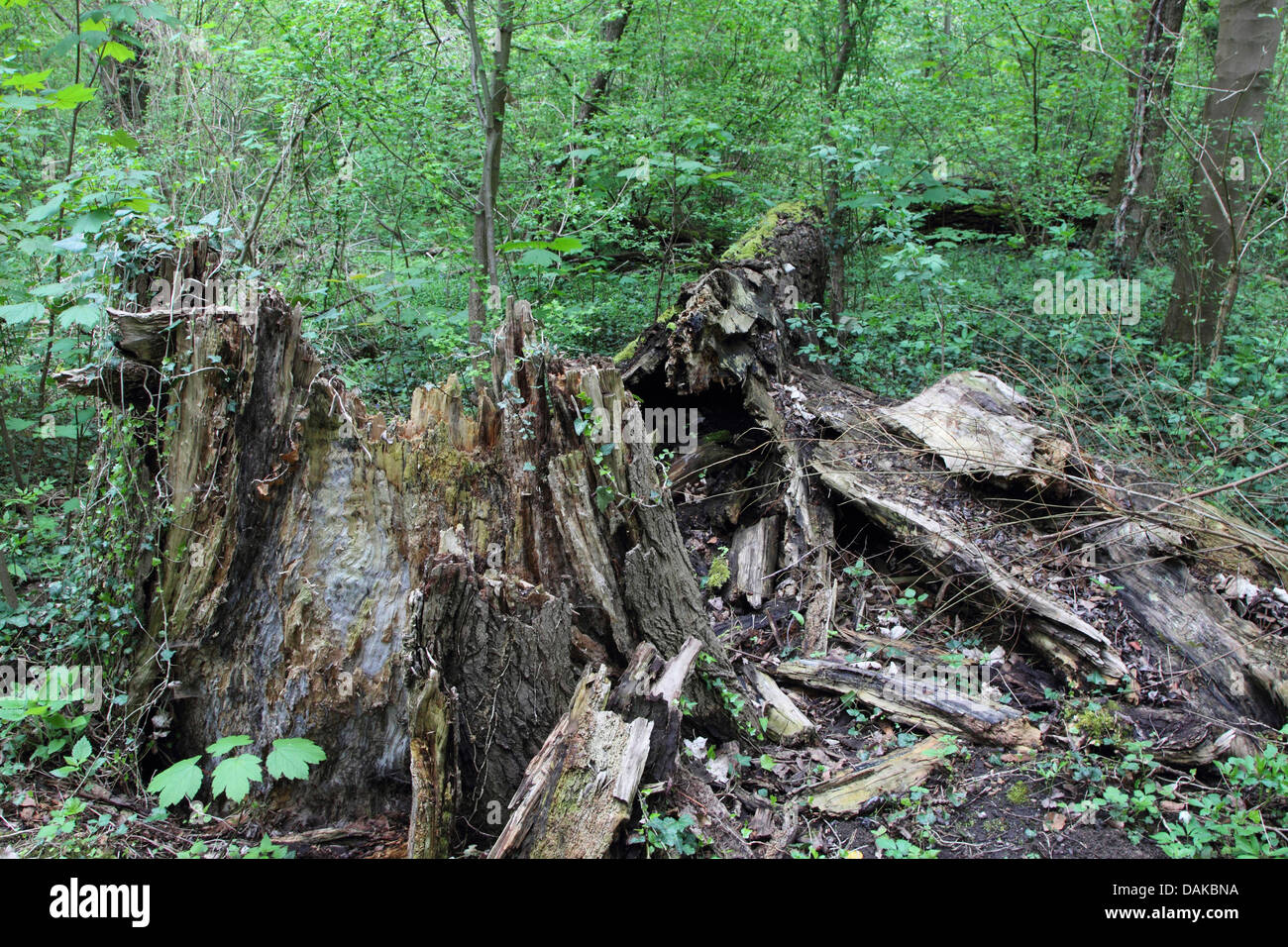 Floodplain forest in primavera, GERMANIA Baden-Wuerttemberg Foto Stock