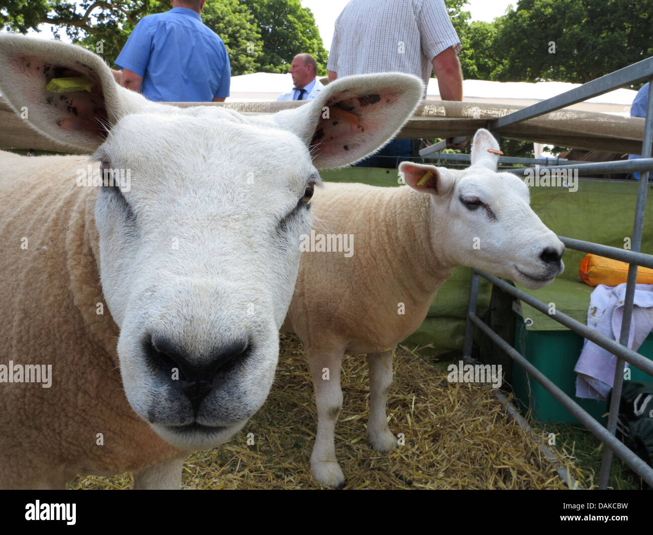 Pecore Texel, Newport Visualizza, Chetwynd Deer Park, Newport Shropshire Foto Stock