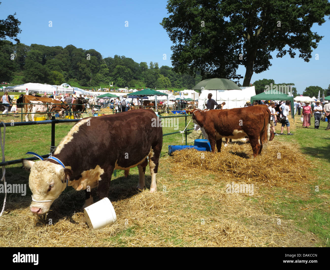 Newport Visualizza, Chetwynd Deer Park, Newport Shropshire Foto Stock