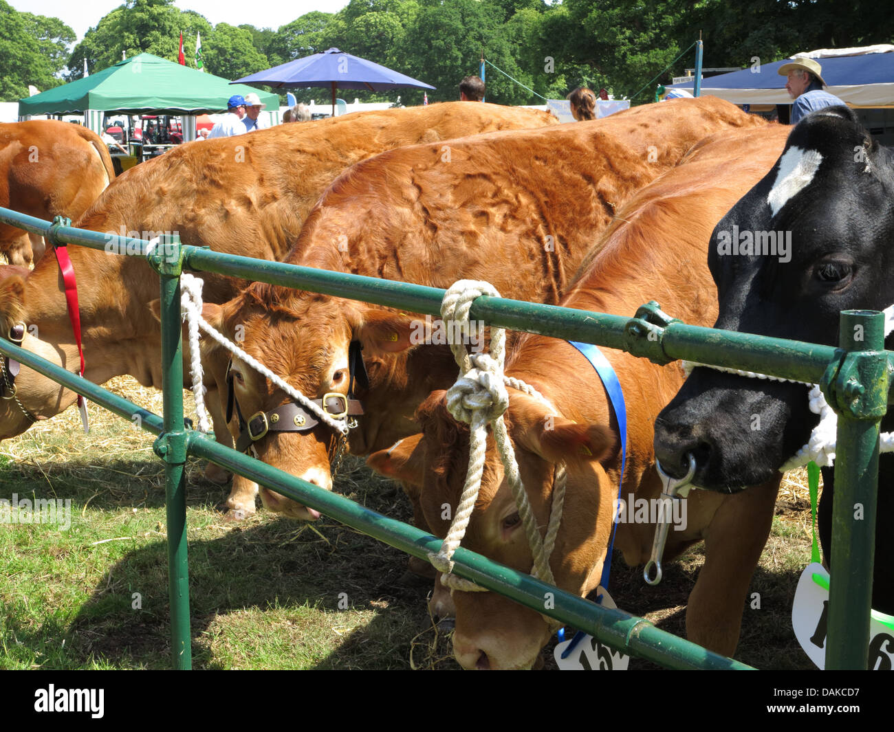 Newport Visualizza, Chetwynd Deer Park, Newport Shropshire Foto Stock