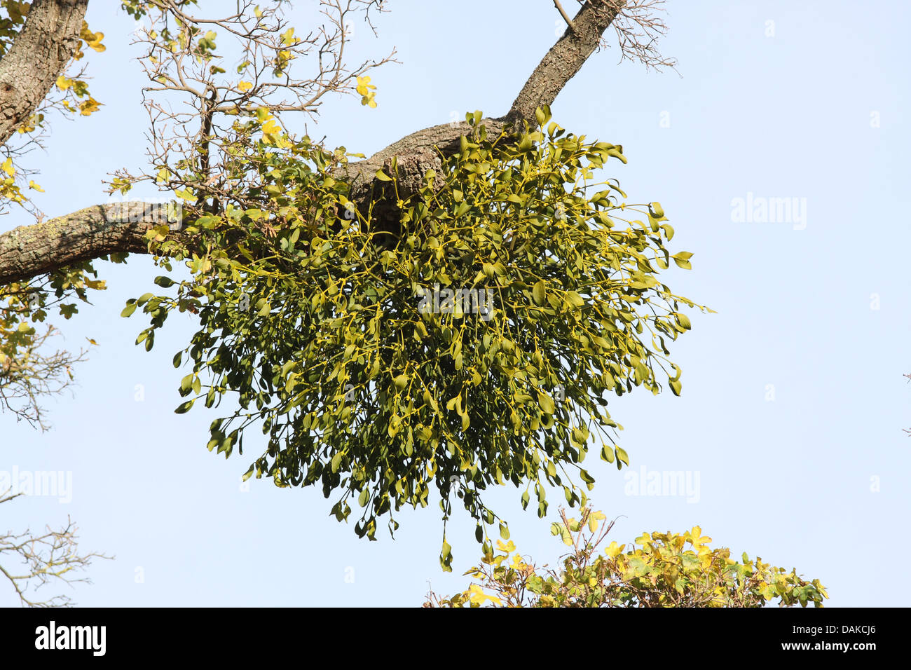 Vischio root palla crescente su un campo di acero. Usato a natale come decorazione e baciare sotto. Foto Stock