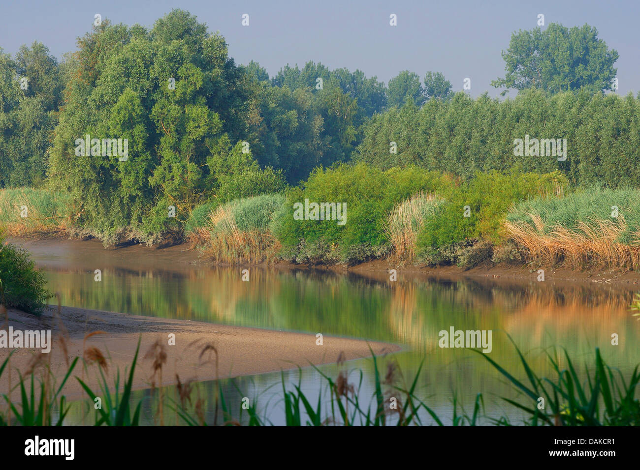 Fangoso a riva del fiume Durme, Belgio Foto Stock