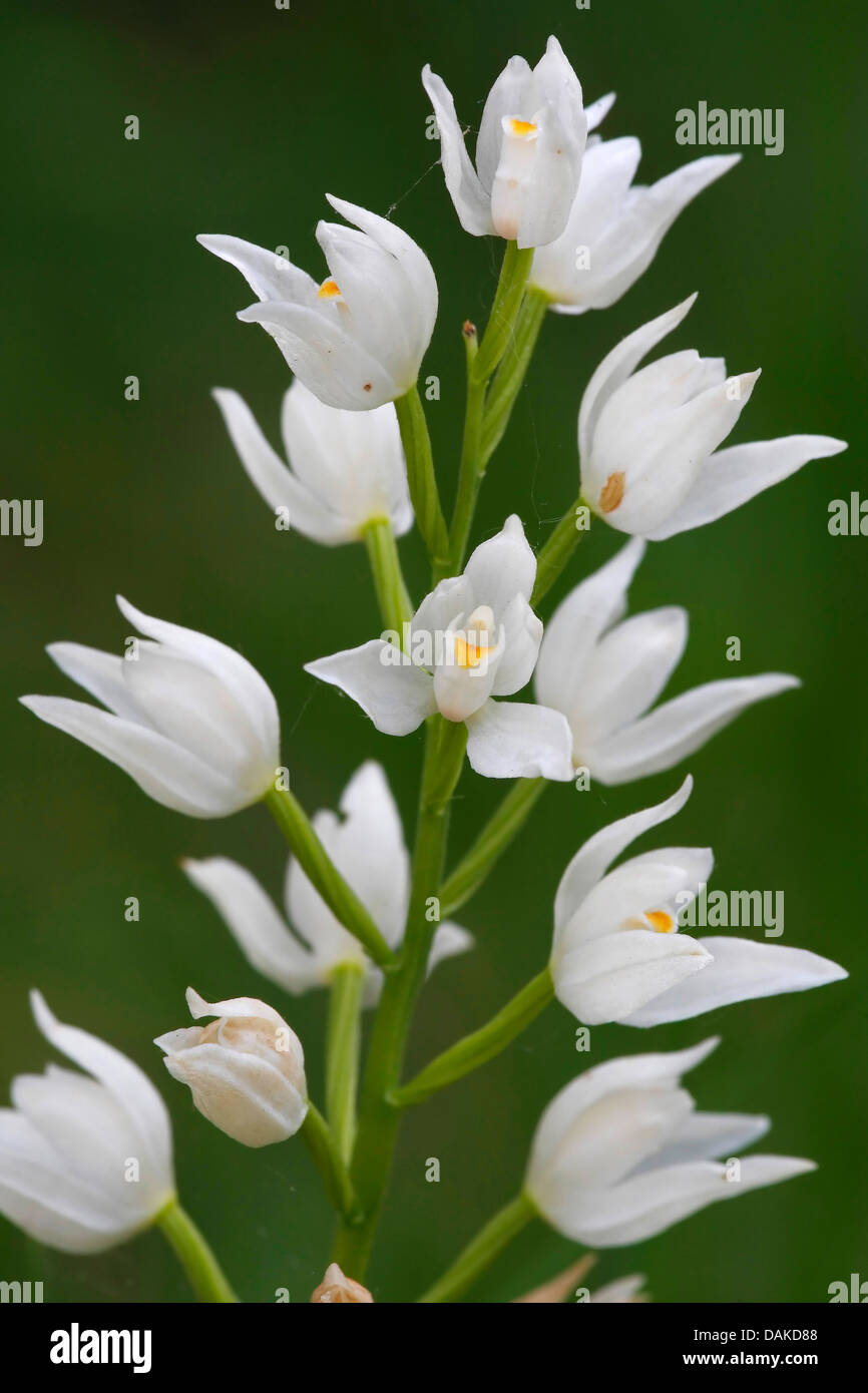 A stretta lasciava helleborine (Cephalanthera longifolia), infiorescenza, Paesi Bassi Foto Stock