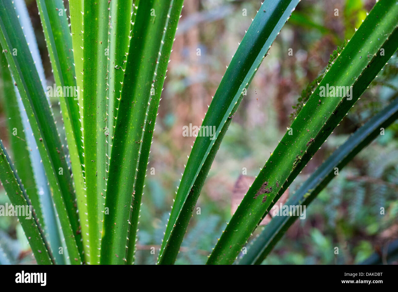 Dettaglio di foglie di pandano crescendo in cloud forest in Papua Nuova Guinea highlands Foto Stock