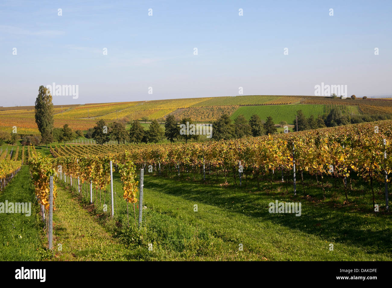 Comprensorio viticolo in autunno, in Germania, in Renania Palatinato Foto Stock