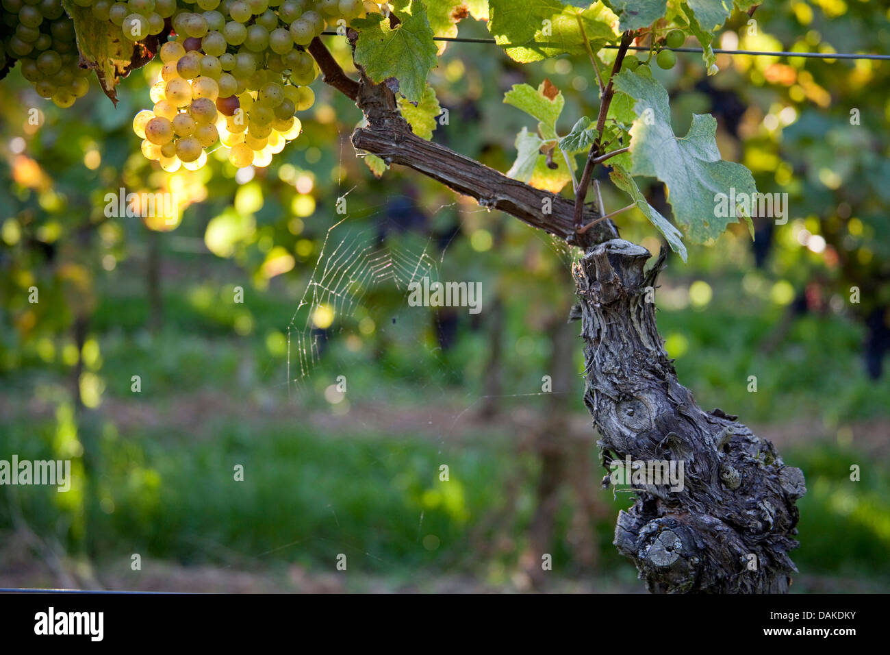 Vitigno, vite (Vitis vinifera), maturazione delle uve in vigna con spidernet, in Germania, in Renania Palatinato, Palatinato Foto Stock