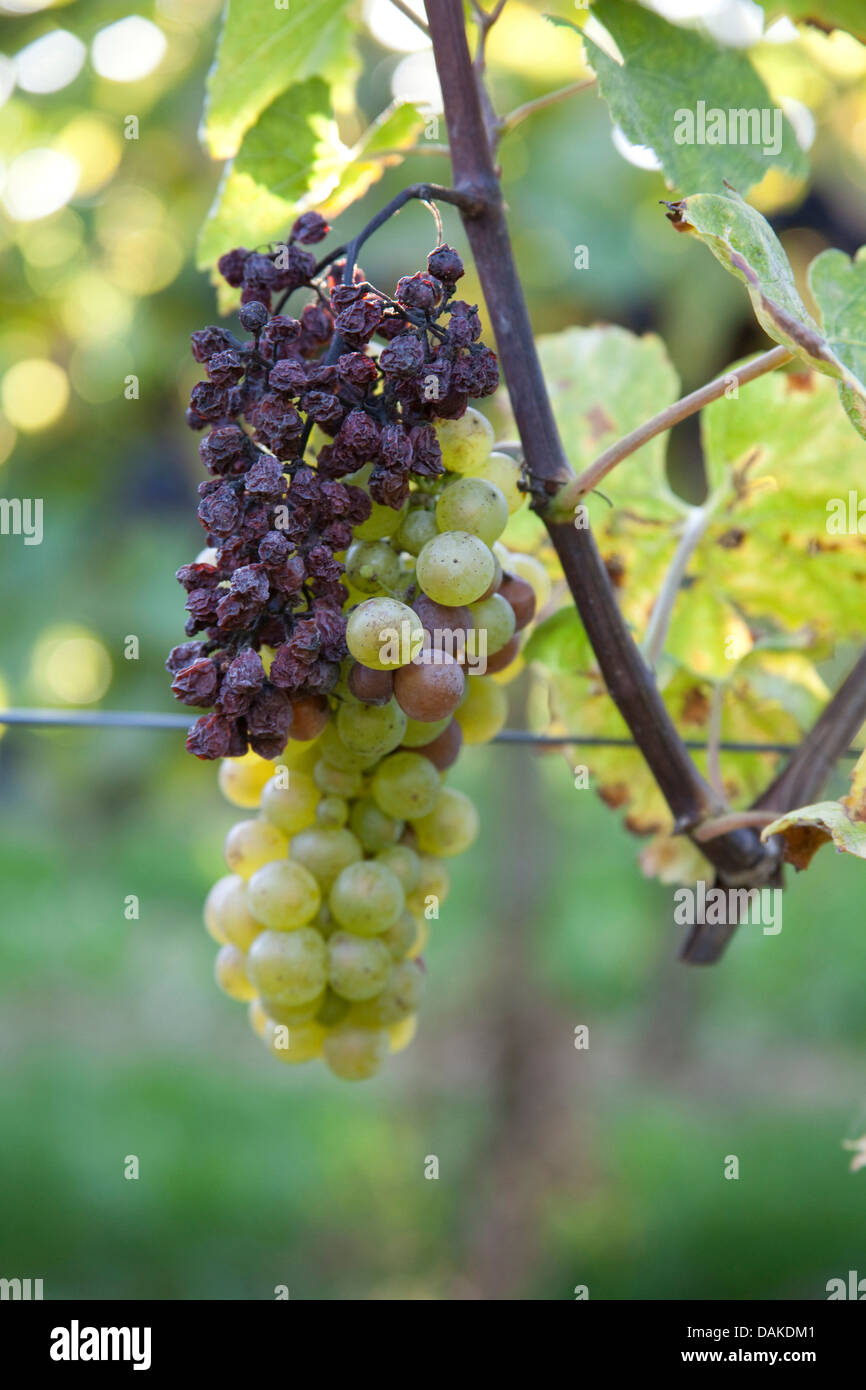 Vitigno, vite (Vitis vinifera), mature e uve secche in vigna, in Germania, in Renania Palatinato, Palatinato Foto Stock