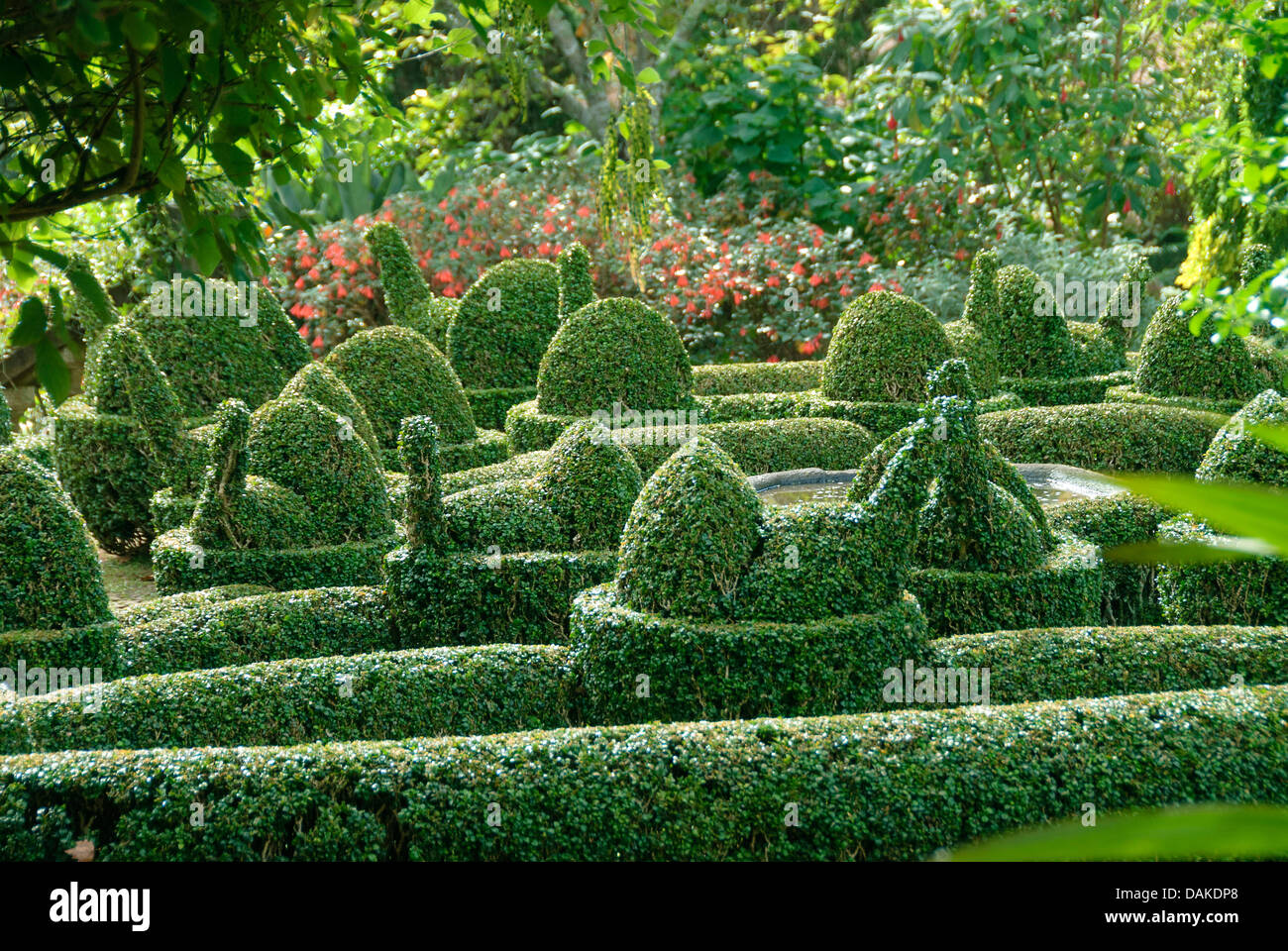 Casella di comune, bosso (Buxus sempervirens var. arborescens), siepe di bosso Foto Stock