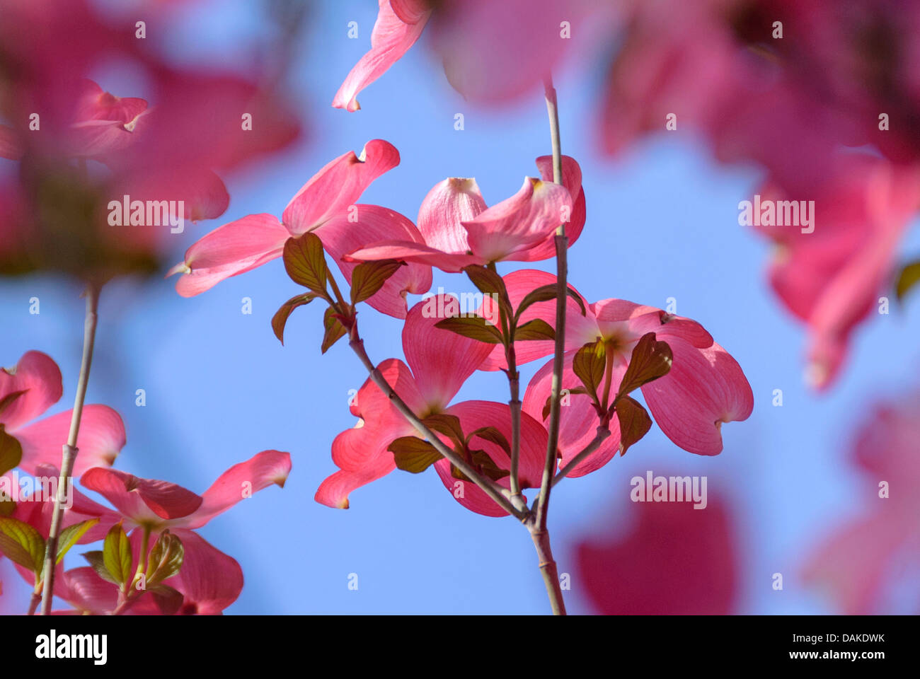 Fioritura sanguinello, American bosso (Cornus florida " Rubra', Cornus florida Rubra, Cornus florida f. rubra), cultivar Rubra Foto Stock