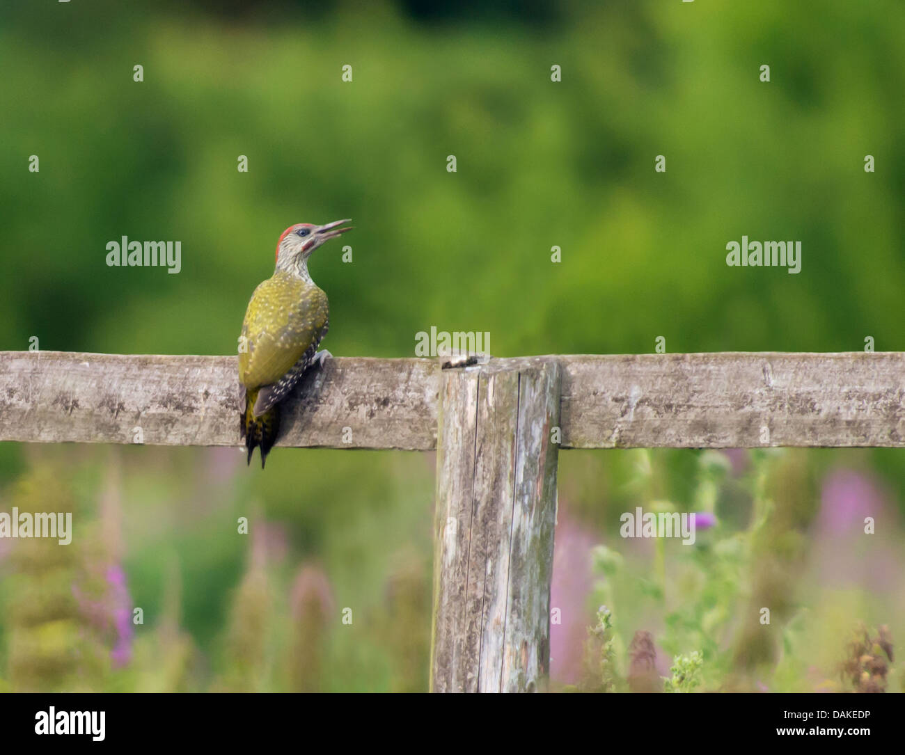 I capretti picchio verde (Picus viridis) appollaiato sulla recinzione di legno Foto Stock