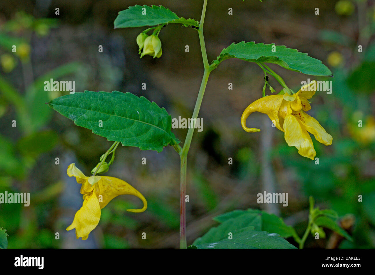 Western touch-me-non (Impatiens noli-tangere), fioritura, in Germania, in Renania settentrionale-Vestfalia Foto Stock