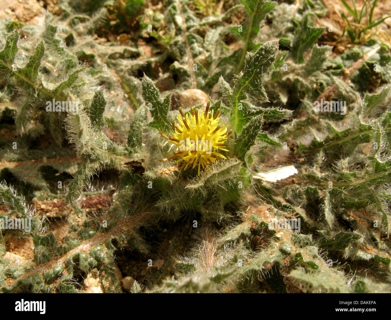Cardo santo, il beato thistle (Cnicus benedictus), fioritura, Grecia, PELOPONNESO Foto Stock