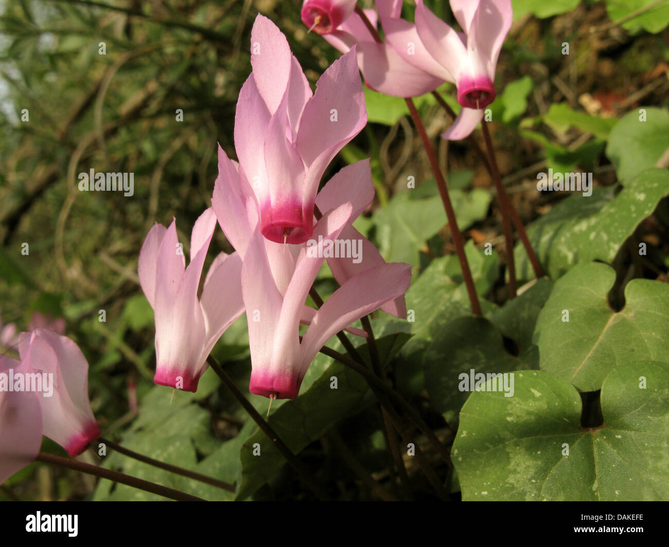 Peloponneso (Ciclamino Ciclamino peloponnesiacum subsp. peloponnesiacum, Cylamen repandum ssp. peloponnesiacum), fiori, Grecia, PELOPONNESO Foto Stock