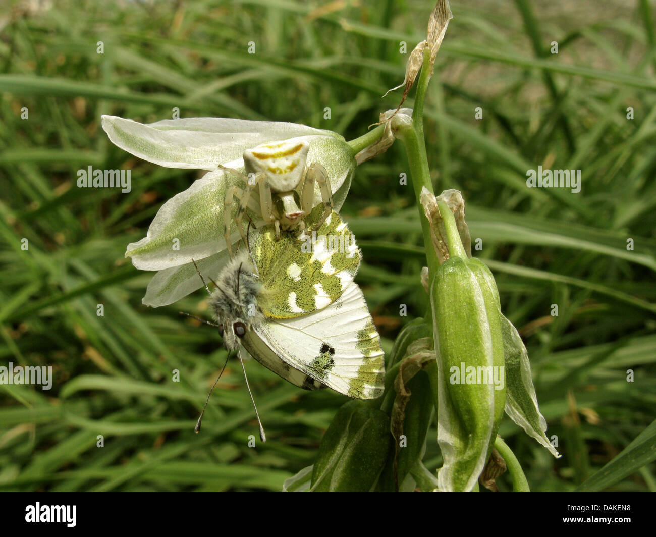 Vasca da bagno bianco (Pontia daplidice), depressione stella di Betlemme, Ornithogalum nutans, Grecia, PELOPONNESO Foto Stock