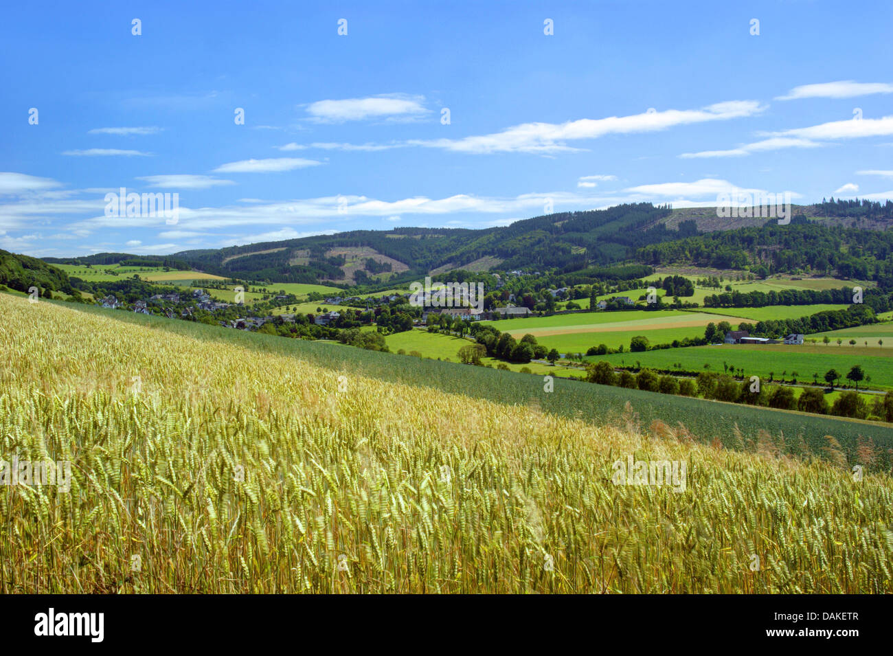 Campo di grano presso il quartiere Grafschaft, in Germania, in Renania settentrionale-Vestfalia, Sauerland, Schmallenberg Foto Stock