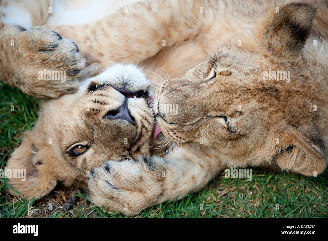 Affettuosa lion cubs giocare insieme nella riserva di caccia dello Zimbabwe. Foto Stock