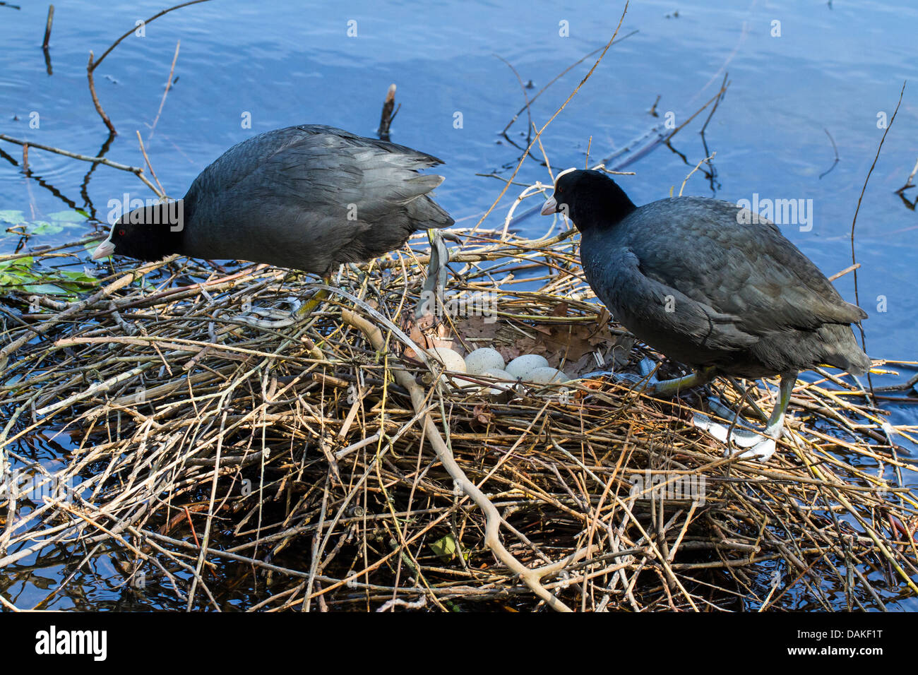 Nero la folaga (fulica atra), allevamento giovane alternando l'uno con l'altro per la cura di covata, Germania Foto Stock