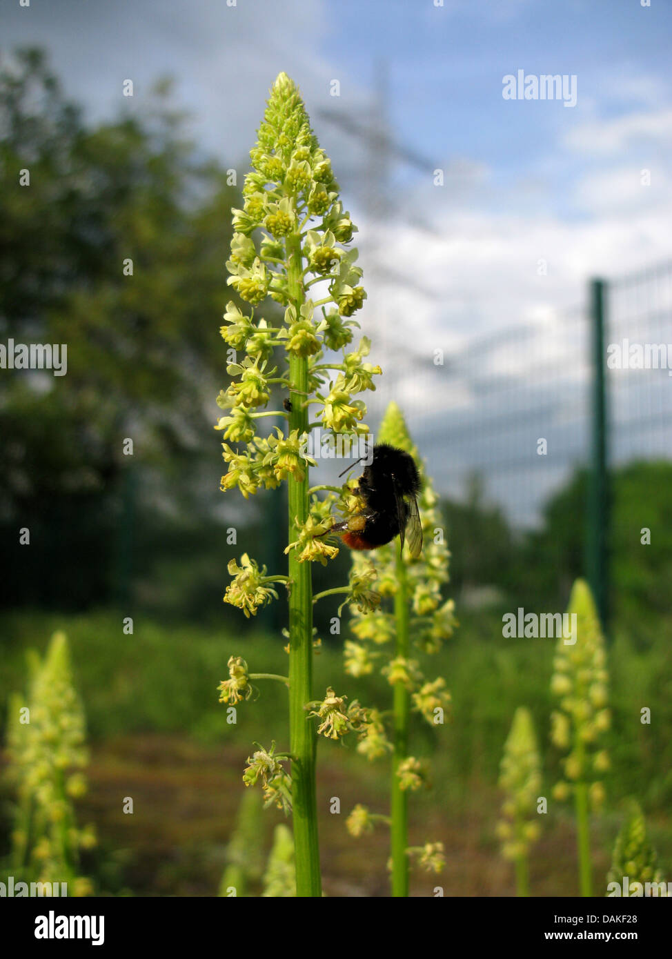 Saldatura (Reseda luteola), che fiorisce con Bumble Bee, in Germania, in Renania settentrionale-Vestfalia Foto Stock