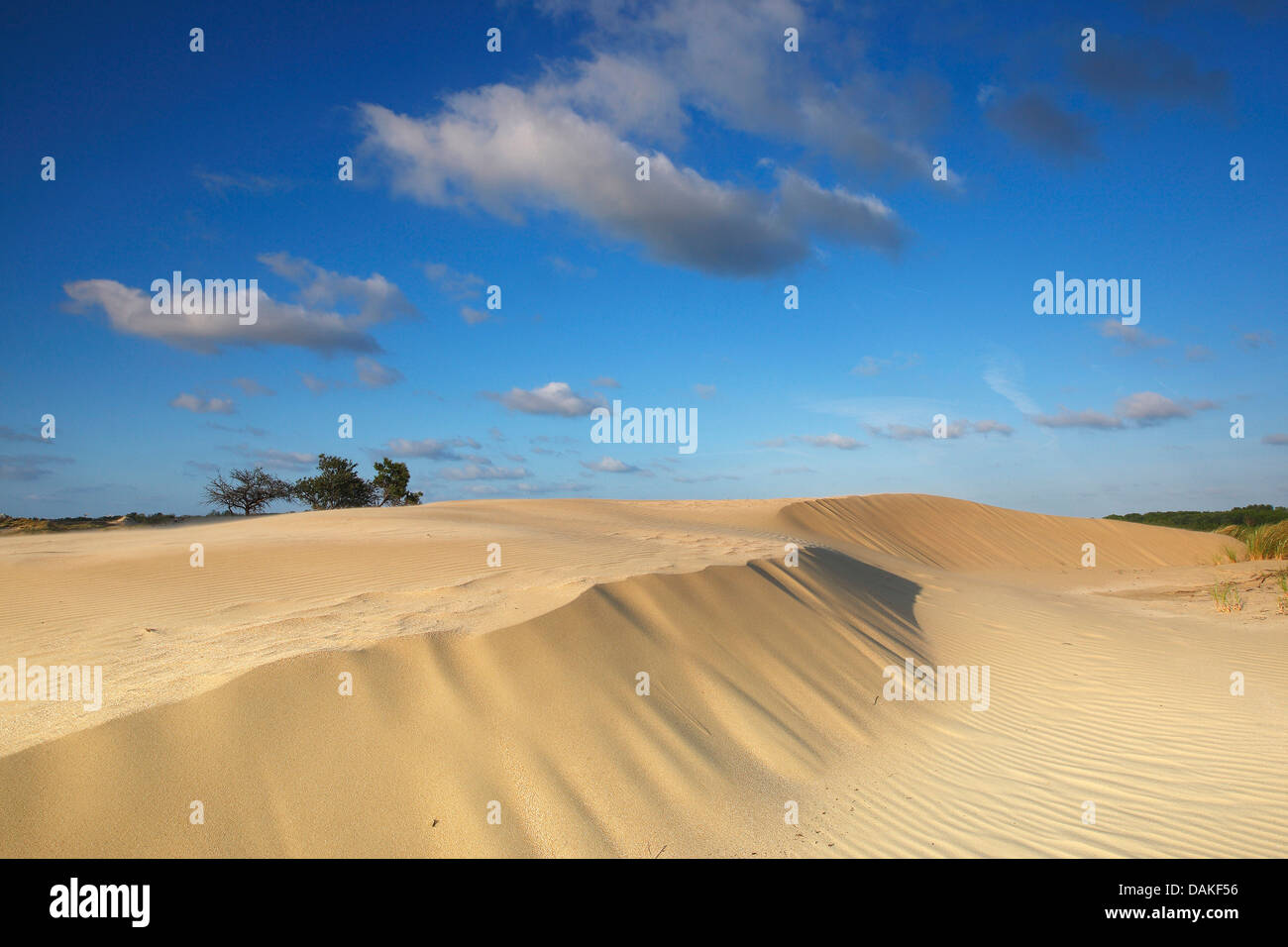 Sandy paesaggio di dune, Belgio, Naturschutzgebiet Westhoek Foto Stock