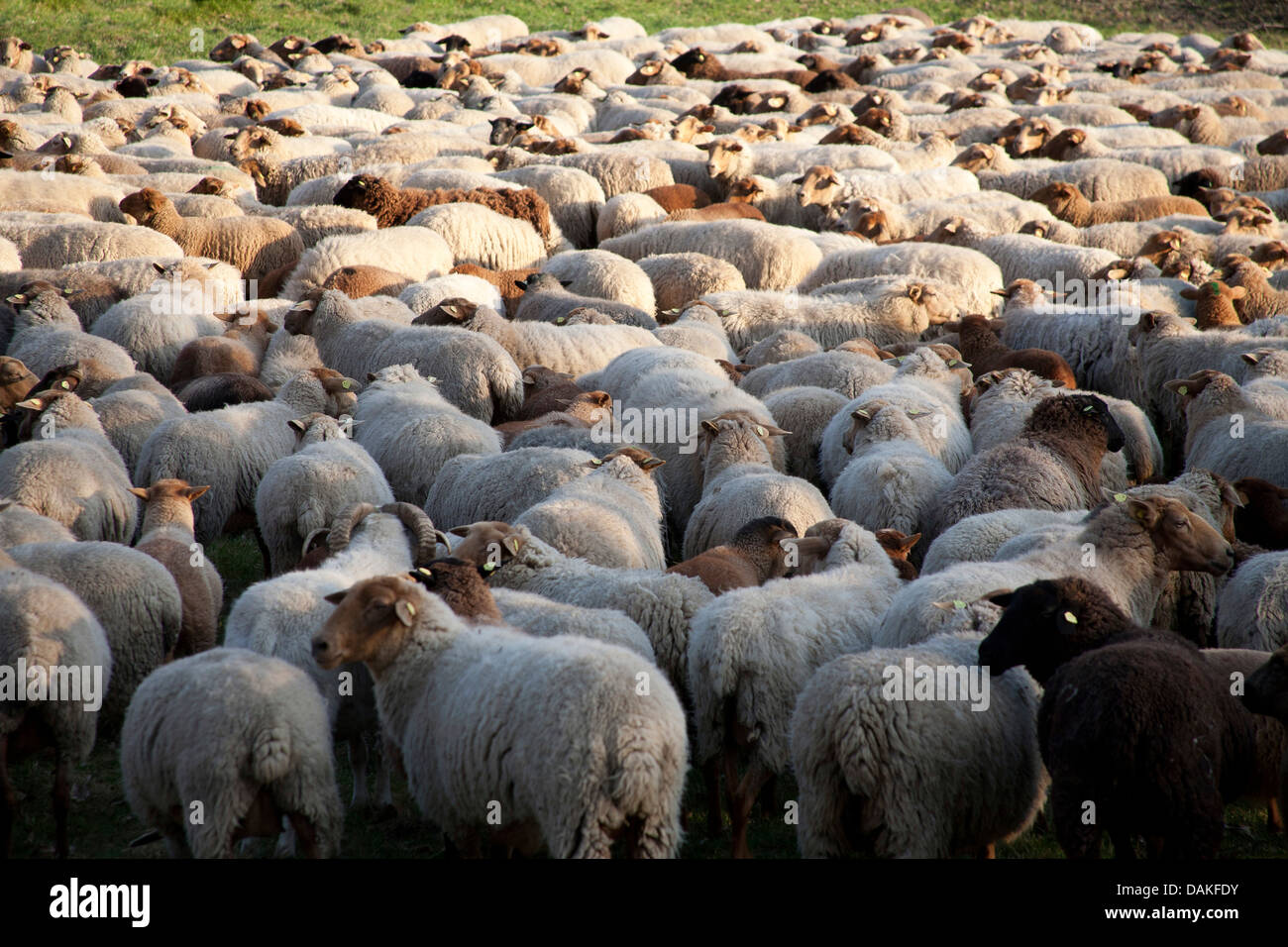 Gli animali domestici delle specie ovina (Ovis ammon f. aries), gregge di pecore, Germania Foto Stock