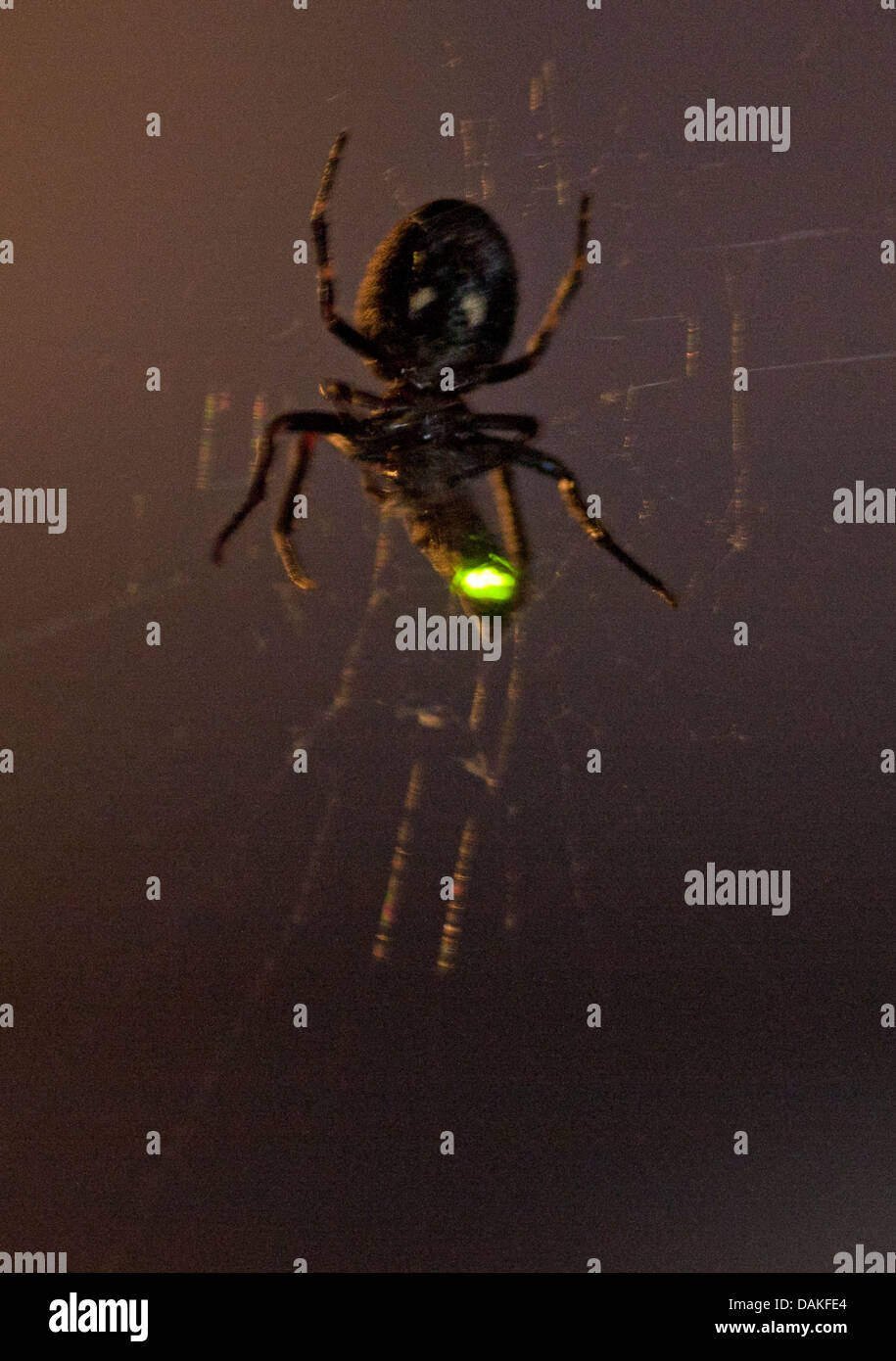 Glowworms, lucciole, fulmine bugs (Lampyridae), crociera nel suo web di notte con catturato il fulmine beetle, Germania Foto Stock