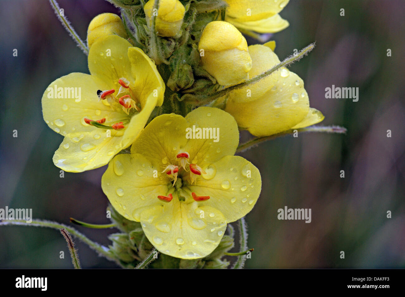 Dense-fiorito, mullein mullein densa (Molène densiflorum), fiori con gocce di pioggia, Germania, Reinland-Pfalz, Naturpark Vulkaneifel Foto Stock