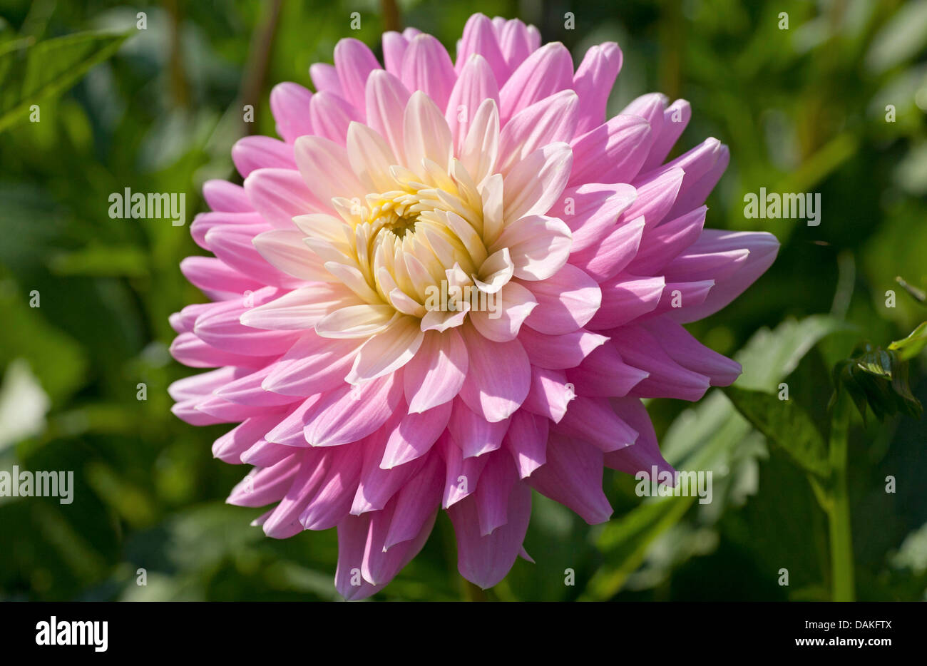 Georgina (Dahlia 'Elke Graefin von Pueckler', Dahlia Elke Graefin von Pueckler), cultivar Elke Graefin von Pueckler Foto Stock