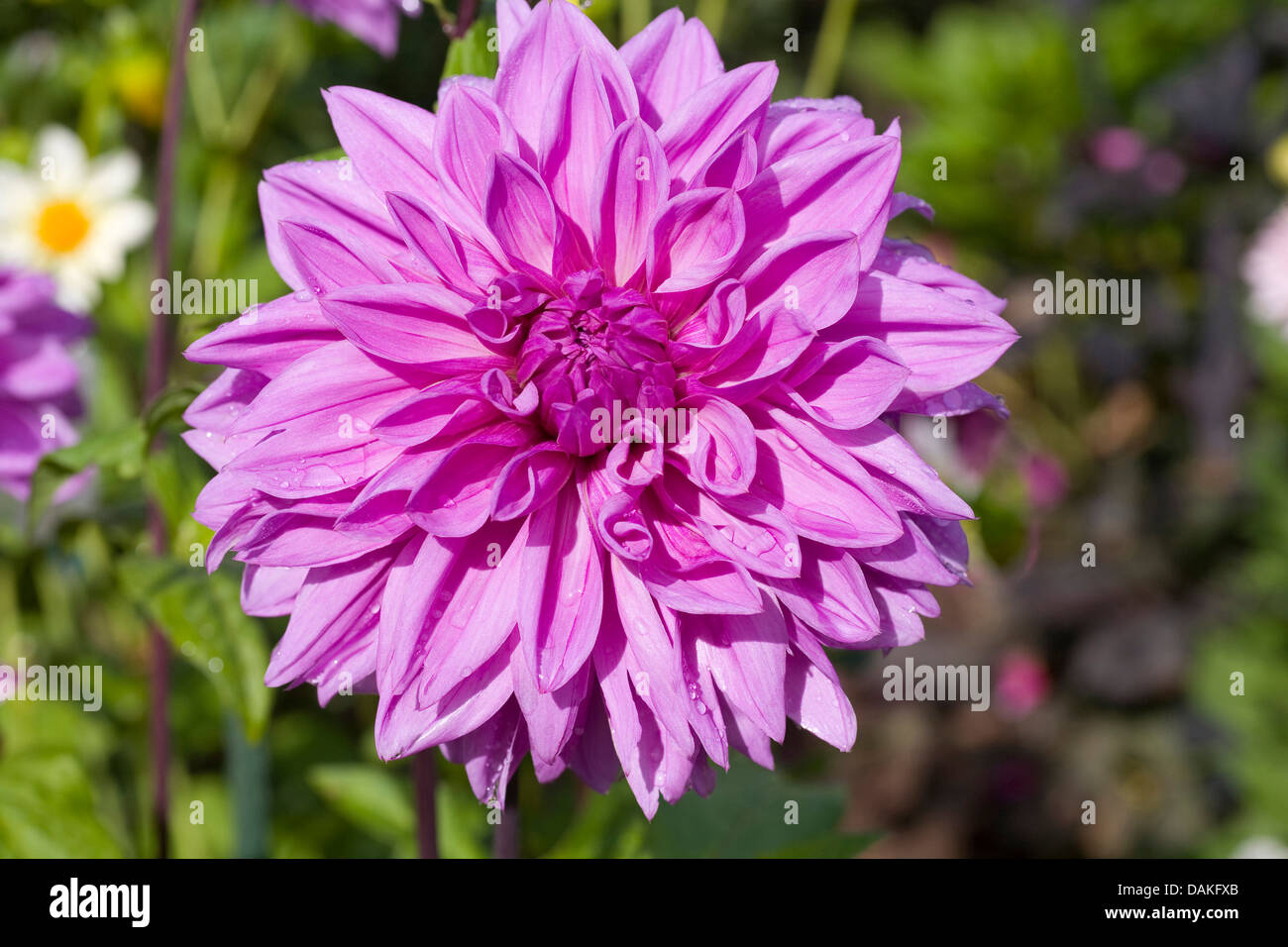 Georgina (Dahlia 'Hamari Girl', Dahlia Hamari ragazza), cultivar Hamari ragazza Foto Stock