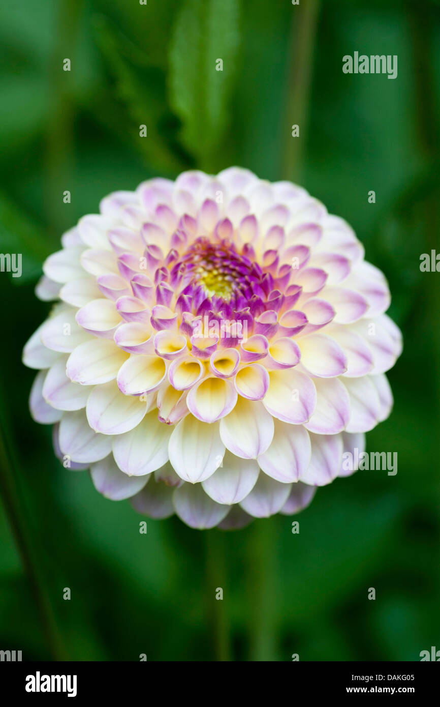 Georgina (Dahlia 'Hapet Pearl', Dahlia Hapet Pearl), cultivar Hapet perla Foto Stock