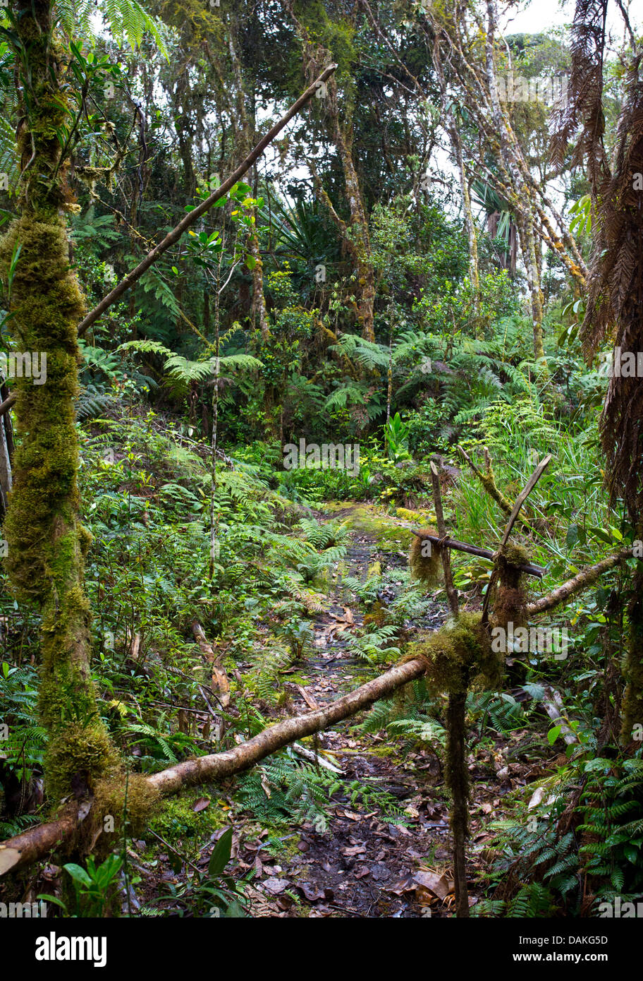 Un set di trappola per la cattura di cuscus in foreste montane, Enga Provincia, Papua Nuova Guinea highlands Foto Stock