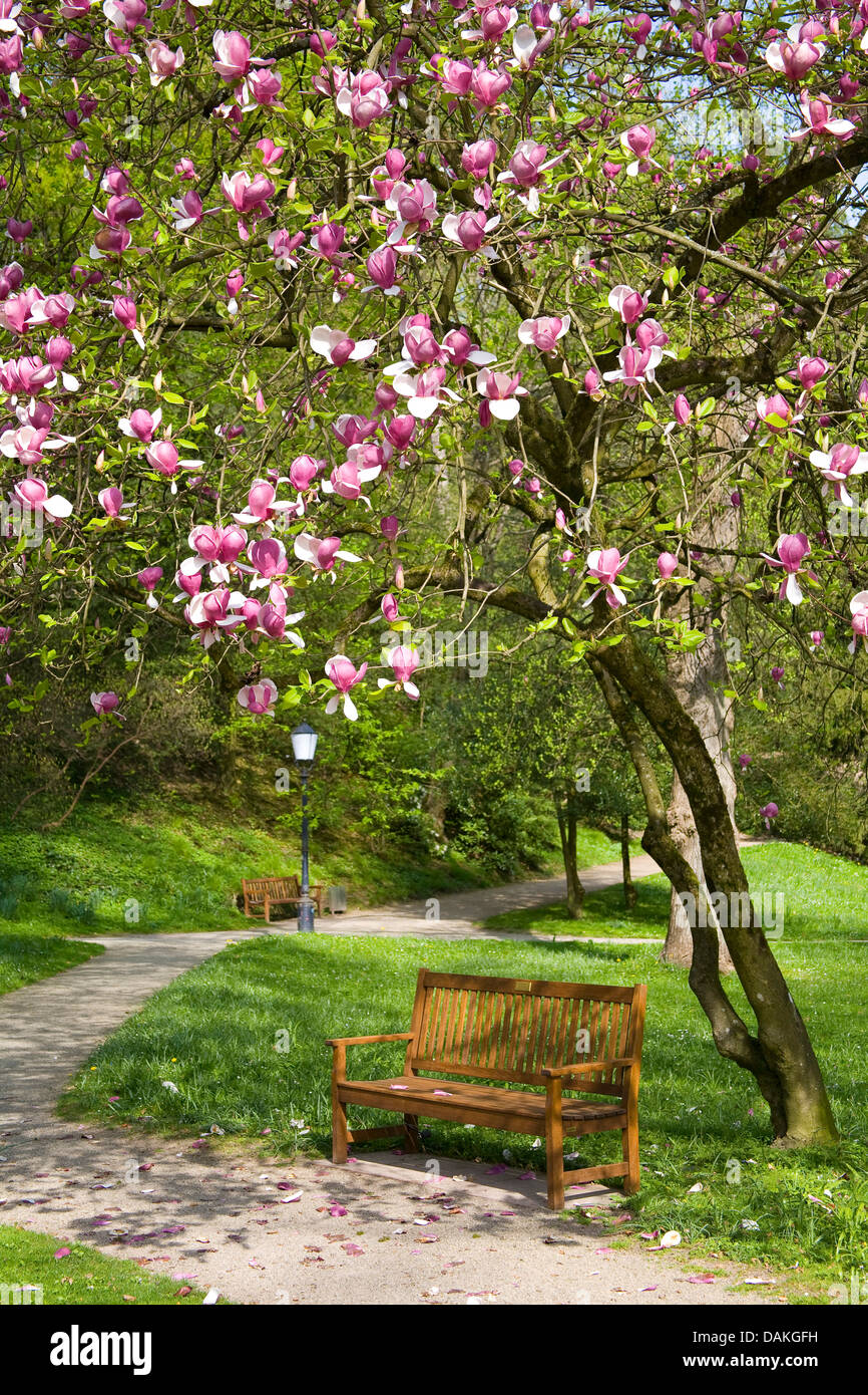 Piattino magnolia (Magnolia x soulangiana, Magnolia soulangiana, Magnolia x soulangeana, Magnolia soulangeana), una panchina nel parco in piedi sotto un piattino magnolia, GERMANIA Baden-Wuerttemberg, Baden-Baden Foto Stock